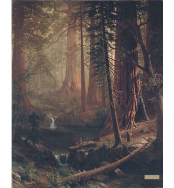 Giant Redwood Trees Of California