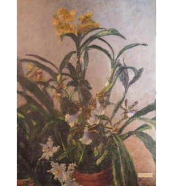 Yellow Orchids