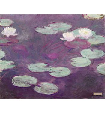 Pink Water Lilies