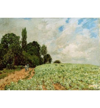 The Clover Field