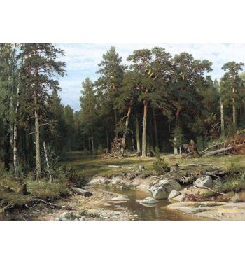 Mast Pine Forest In Viatka Province