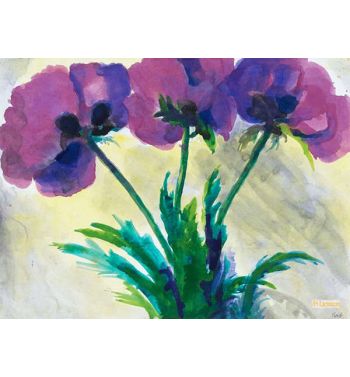 Violet Poppy