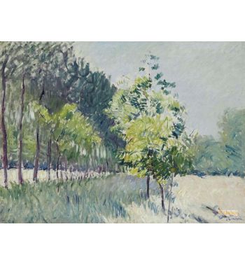 Allee Bordee D'Arbres