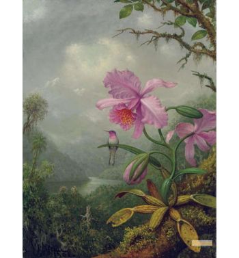 Hummingbird Perched On An Orchid Plant 1901