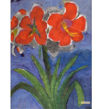 Red Amaryllis