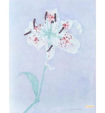 Lily, After 1921