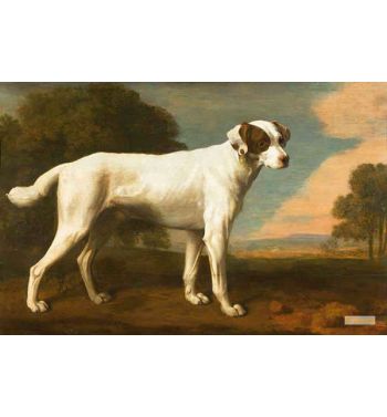 Portrait-Of-A-White-Dog
