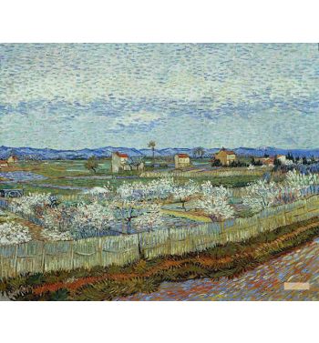 La Crau With Peach Trees In Bloom
