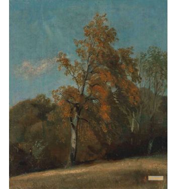 Study Of An Ash Tree
