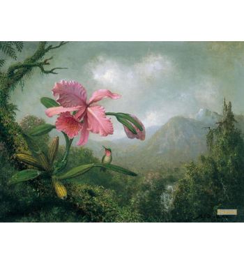 Orchid And Hummingbird Near A Mountain Waterfall
