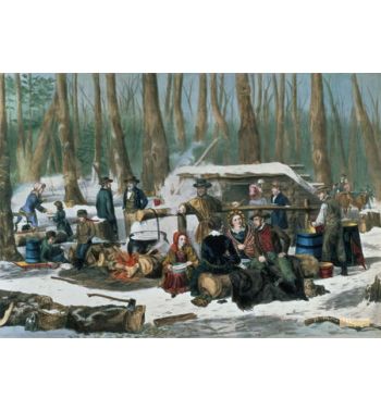 American Forest Scene