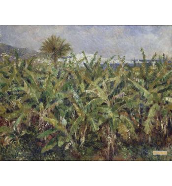 Field Of Banana Trees