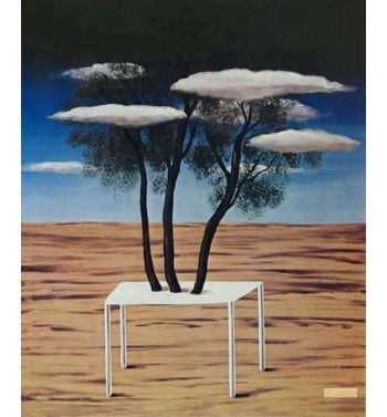 Oasis