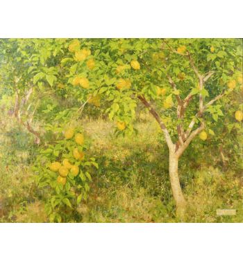 The Lemon Tree 1893