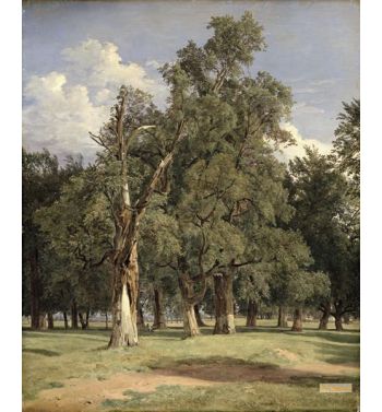 Elm Trees In Prater 1831
