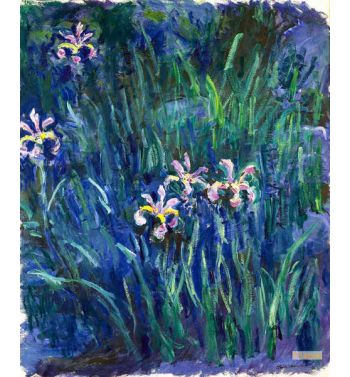 Iris 1914-1917