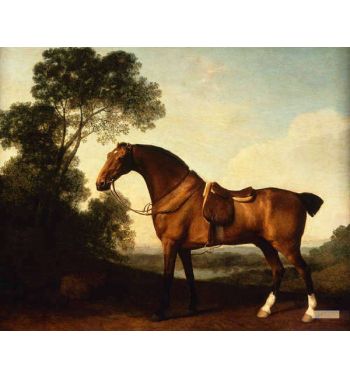 A Saddled Bay Hunter 