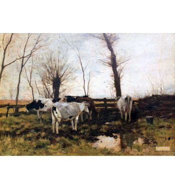 Cows On Pasture
