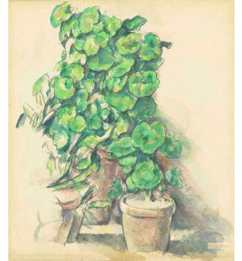 Pots Of Geraniums