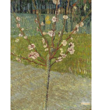 Almond Tree In Blossom