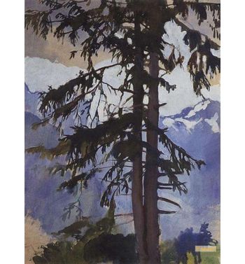 Spruce 1914