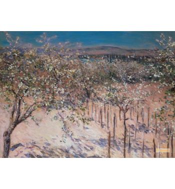Orchard With Flowering Apple Trees Colombes