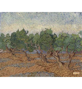 Olive Grove 3