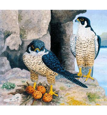 Peregrine Falcons