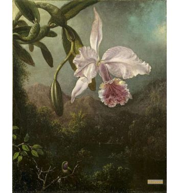 Orchid Blossoms 1873