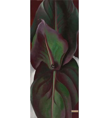 Canna Leaves 1925
