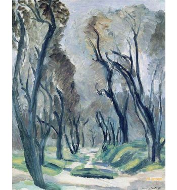 The Path Of Olive Trees
