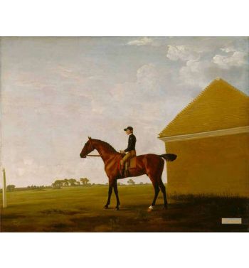 Turf With Jockey Up At Newmarket