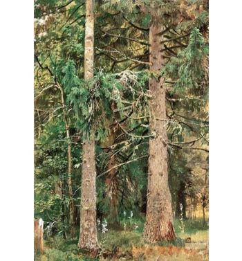 Fir Forest 1890