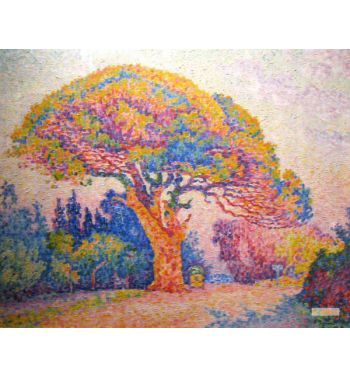 The Pine Tree At St Tropez