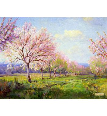 Peach Orchard On Mavericks Farm