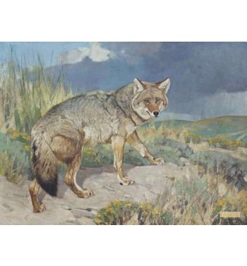 Prairie Wolf