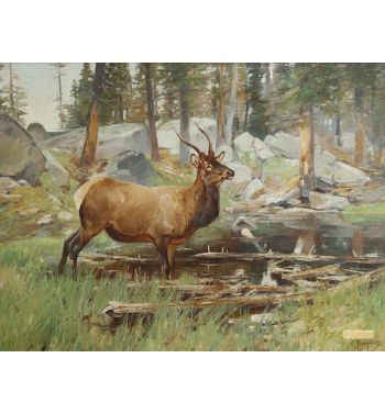 Elk