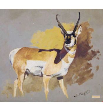 Antelope