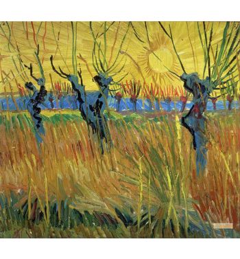 Pollard Willows With Setting Sun