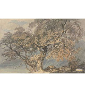 A Great Tree