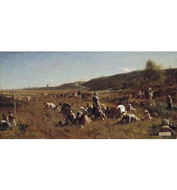 The Cranberry Harvest Island Of Nantucket 1880