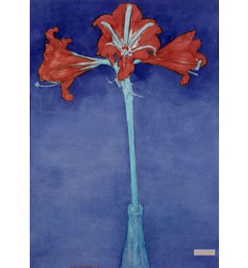 Amaryllis