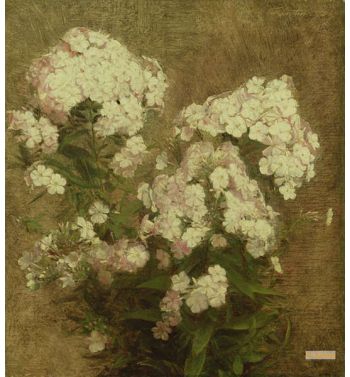 Phlox, 1870