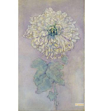 Chrysanthemum, 2