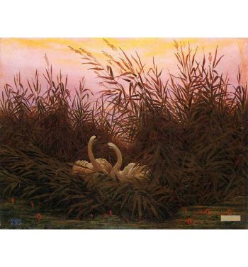 Swans In The Reeds At The First Dawn