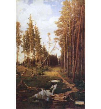 A Clearing In The Pine Forest